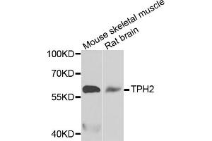 Western blot analysis of extracts of various cell lines, using TPH2 antibody (ABIN5974298) at 1/1000 dilution. (Tryptophan Hydroxylase 2 抗体)