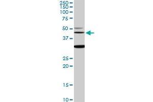 MAPK3 monoclonal antibody (M05), clone 3D6. (ERK1 抗体  (AA 279-379))