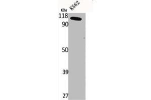 Western Blot analysis of K562 cells using CLC-6 Polyclonal Antibody (CLCN6 抗体  (Internal Region))