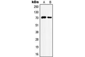 Western blot analysis of HSC70 expression in HeLa (A), NIH3T3 (B) whole cell lysates. (Hsc70 抗体  (Center))