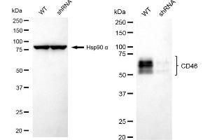 Western blotting analysis using CD46 antibody (ABIN7797974). (Recombinant CD46 抗体)