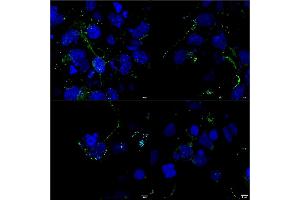 Immunocytochemistry/Immunofluorescence analysis using Mouse Anti-LRP4 Monoclonal Antibody, Clone S207-27 (ABIN2483387). (LRP4 抗体  (AA 26-350) (FITC))