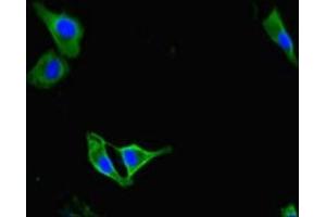 Immunofluorescent analysis of Hela cells using ABIN7163391 at dilution of 1:100 and Alexa Fluor 488-congugated AffiniPure Goat Anti-Rabbit IgG(H+L) (PAG1 抗体  (AA 97-432))