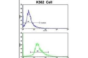 Flow cytometric analysis of K562 cells using CCRN4L Antibody (C-term)(bottom histogram) compared to a negative control cell (top histogram). (CCRN4L 抗体  (C-Term))