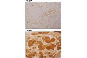 Immunohistochemical detection of ARPP on paraffin embedded section of human kidney and tongue with AM26555AF-N. (ANKRD2 抗体)