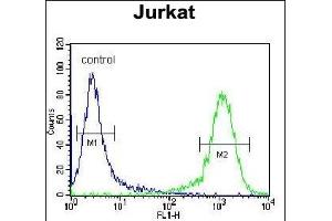 ADCY2 Antibody (Center) (ABIN655269 and ABIN2844861) flow cytometric analysis of Jurkat cells (right histogram) compared to a negative control cell (left histogram). (ADCY2 抗体  (AA 451-481))