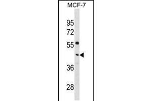 Western blot analysis in MCF-7 cell line lysates (35ug/lane). (PCYT1A 抗体  (C-Term))