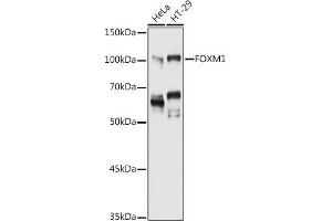 Western blot analysis of extracts of various cell lines, using FOXM1 antibody (ABIN3023678, ABIN3023679, ABIN3023680, ABIN1679892 and ABIN6219567) at 1:1000 dilution. (FOXM1 抗体  (AA 1-350))