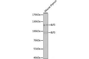 Western blot analysis of extracts of Mouse thymus using ILF3 Polyclonal Antibody at dilution of 1:1000. (Interleukin enhancer-binding factor 3 (ILF3) 抗体)