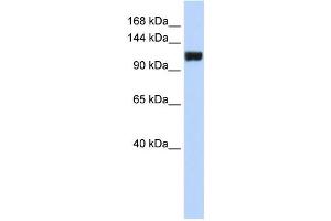 Western Blotting (WB) image for anti-Family with Sequence Similarity 120A (FAM120A) antibody (ABIN2459850)