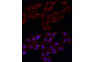 Immunofluorescence (IF) image for anti-Gastrin-Releasing Peptide (GRP) (AA 1-148) antibody (ABIN6141433)