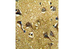 Formalin-fixed and paraffin-embedded human brain tissue reacted with GDF6 Antibody (C-term), which was peroxidase-conjugated to the secondary antibody, followed by DAB staining. (GDF6 抗体  (C-Term))