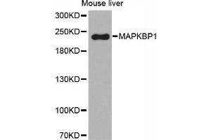 Western Blotting (WB) image for anti-Mitogen-Activated Protein Kinase Binding Protein 1 (MAPKBP1) (AA 1-100) antibody (ABIN6219724) (MAPKBP1 抗体  (AA 1-100))