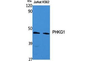Western Blot (WB) analysis of specific cells using PHKG1 Polyclonal Antibody. (PHKG1 抗体  (Internal Region))