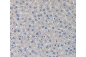 IHC-P analysis of Mouse Tissue, with DAB staining. (Complement Factor B 抗体  (AA 32-157))