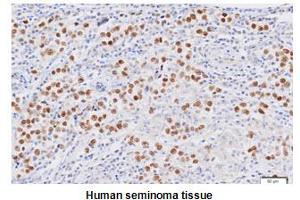 Immunohistochemistry (IHC) image for anti-Nanog Homeobox (NANOG) (AA 1-154), (N-Term) antibody (ABIN317543) (Nanog 抗体  (N-Term))