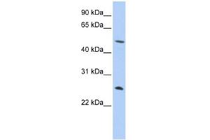 WB Suggested Anti-CTRL Antibody Titration:  0. (Chymotrypsin 抗体  (N-Term))