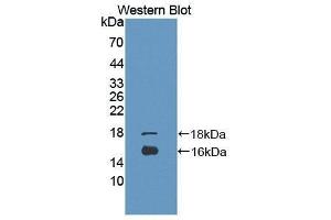 Western Blotting (WB) image for anti-Growth Differentiation Factor 3 (GDF3) (AA 251-364) antibody (ABIN3201682) (GDF3 抗体  (AA 251-364))