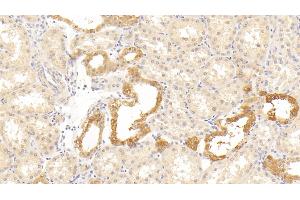 Detection of HTRA1 in Human Kidney Tissue using Polyclonal Antibody to High Temperature Requirement Factor A1 (HTRA1) (HTRA1 抗体  (AA 204-364))