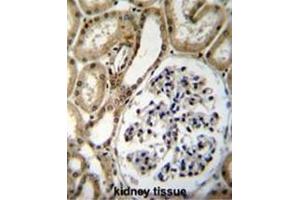 BRUNOL6 Antibody (N-term) immunohistochemistry analysis in formalin fixed and paraffin embedded human kidney tissue followed by peroxidase conjugation of the secondary antibody and DAB staining. (CELF6 抗体  (N-Term))