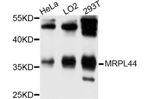 Western blot analysis of extracts of HeLa cell line, using MRPL44 antibody. (MRPL44 抗体)