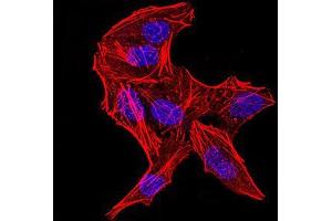Immunofluorescence (IF) image for anti-DEAD (Asp-Glu-Ala-Asp) Box Polypeptide 3, X-Linked (DDX3X) (AA 518-661) antibody (ABIN5542508)