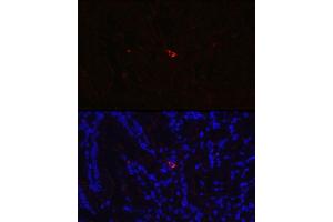 Immunofluorescence analysis of Rat small intestine using NTS antibody (ABIN6128380, ABIN6144914, ABIN6144917 and ABIN6215934) at dilution of 1:350. (Neurotensin 抗体  (AA 24-148))