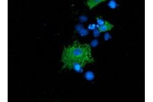 Anti-SH2B3 mouse monoclonal antibody (ABIN2454471) immunofluorescent staining of COS7 cells transiently transfected by pCMV6-ENTRY SH2B3 (RC218359). (SH2B3 抗体)
