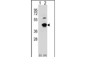 Western blot analysis of GCAT (arrow) using rabbit polyclonal GCAT Antibody (Center) (ABIN391717 and ABIN2841608). (GCAT 抗体  (AA 155-181))