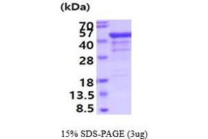 SDS-PAGE (SDS) image for TAR DNA Binding Protein (TARDBP) (AA 1-414) protein (ABIN7281189) (TARDBP Protein (AA 1-414))