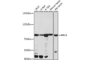 Western blot analysis of extracts of various cell lines, using MELK Rabbit mAb (ABIN7268411) at 1:1000 dilution. (MELK 抗体)