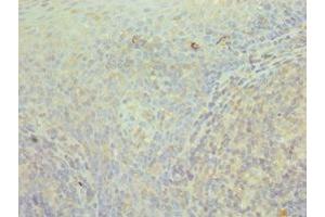 Immunohistochemistry of paraffin-embedded human tonsil tissue using ABIN7171427 at dilution of 1:100 (CCT3 抗体  (AA 1-300))