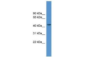 Western Blot showing SYT12 antibody used at a concentration of 1. (SYT12 抗体  (N-Term))