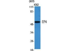 Western Blot (WB) analysis of specific cells using EP4 Polyclonal Antibody. (PTGER4 抗体  (Internal Region))