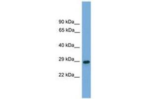 Image no. 1 for anti-Regulator of G-Protein Signalling 19 (RGS19) (AA 26-75) antibody (ABIN6745520) (RGS19 抗体  (AA 26-75))
