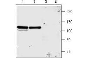 Western Blotting (WB) image for anti-Glutamate Receptor, Ionotropic, N-Methyl D-Aspartate 3A (GRIN3A) (AA 502-516), (Extracellular) antibody (ABIN7043233)