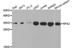Western blot analysis of extracts of various cell lines, using RPA2 antibody (ABIN5971215) at 1/1000 dilution. (RPA2 抗体)