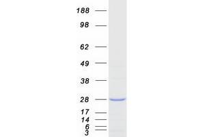 Validation with Western Blot