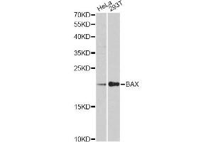 Western blot analysis of extracts of various cell lines, using BAX antibody (ABIN6291819) at 1:3000 dilution. (BAX 抗体)