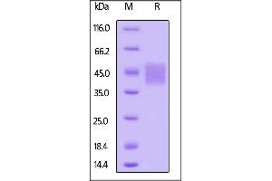 Biotinylated Human SLAMF7, Avitag,His Tag on  under reducing (R) condition. (SLAMF7 Protein (AA 23-226) (His tag,AVI tag,Biotin))