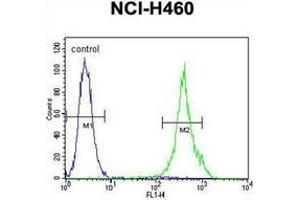 Flow cytometric analysis of NCI-H460 cells using Mastermind-Like Protein 1 Antibody (Center) Cat. (MAML1 抗体  (Middle Region))