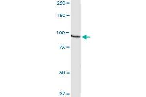 Immunoprecipitation of AKAP8 transfected lysate using anti-AKAP8 MaxPab rabbit polyclonal antibody and Protein A Magnetic Bead , and immunoblotted with AKAP8 purified MaxPab mouse polyclonal antibody (B01P) . (AKAP8 抗体  (AA 1-692))
