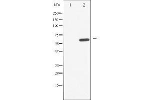 Western blot analysis of CDC25A phosphorylation expression in UV treated A549 whole cell lysates,The lane on the left is treated with the antigen-specific peptide. (CDC25A 抗体  (pSer178))