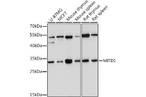 Western blot analysis of extracts of various cell lines, using MITD1 Rabbit pAb (ABIN7268548) at 1:1000 dilution. (MITD1 抗体)