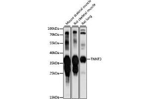 Western blot analysis of extracts of various cell lines, using TNNT3 antibody (ABIN7267145) at 1:1000 dilution. (TNNT3 抗体  (AA 147-256))