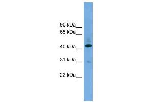 WB Suggested Anti-B4GALT2  Antibody Titration: 0. (B4GALT2 抗体  (Middle Region))