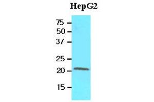 Western Blotting (WB) image for anti-Retinol Binding Protein 4, Plasma (RBP4) (AA 19-201) antibody (ABIN356231) (RBP4 抗体  (AA 19-201))