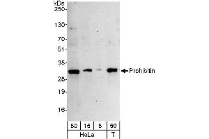 Western Blotting (WB) image for anti-Prohibitin (PHB) (AA 222-272) antibody (ABIN7453838)