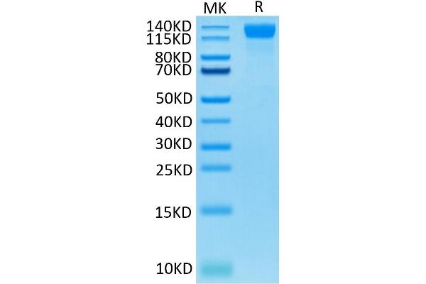VEGFR2/CD309 Protein (AA 20-764) (His-Avi Tag)