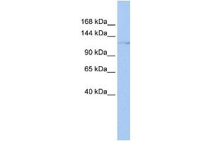 WB Suggested Anti-HLTF Antibody Titration:  0. (HLTF 抗体  (N-Term))